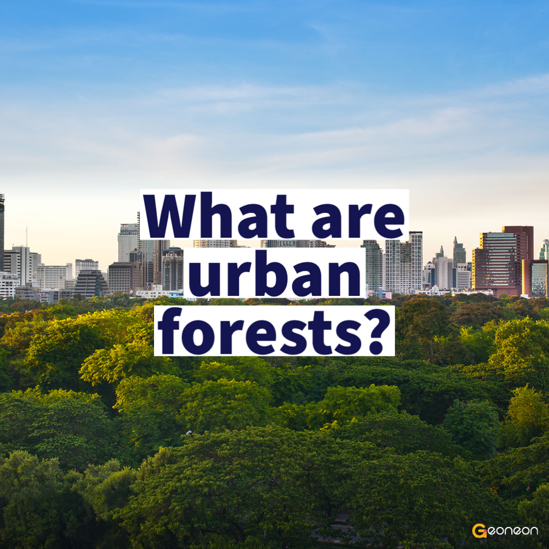 Urban-Forest-1